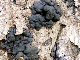 Attēlu rezultāti vaicājumam “Kretzschmaria deusta”