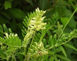Attēlu rezultāti vaicājumam “Astragalus danicus leaf”
