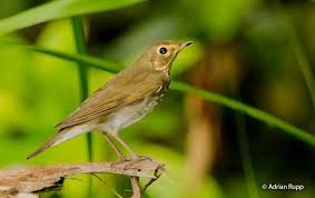 Image result for Catharus ustulatus