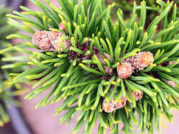 Attēlu rezultāti vaicājumam “Pinus mugo male flower”