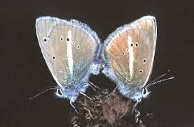 Attēlu rezultāti vaicājumam “Agrodiaetus damon”