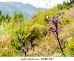 Attēlu rezultāti vaicājumam “Swertia perennis flower”