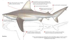 Image result for Carcharhinus plumbeus
