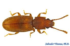 Attēlu rezultāti vaicājumam “Silvanidae”