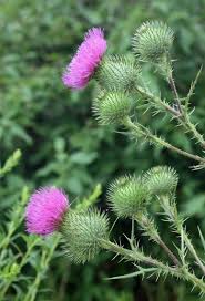 Attēlu rezultāti vaicājumam “Cirsium vulgare”