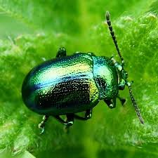 Attēlu rezultāti vaicājumam “Chrysolina fastuosa”