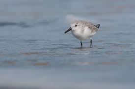 Attēlu rezultāti vaicājumam “Calidris”