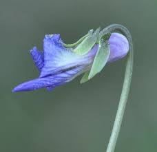 Attēlu rezultāti vaicājumam “Viola uliginosa leaf”
