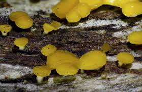 Attēlu rezultāti vaicājumam “Hymenoscyphus sp.”