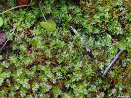 Attēlu rezultāti vaicājumam “Plagiothecium sp.”