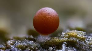 Attēlu rezultāti vaicājumam “Arcyria minuta macro”