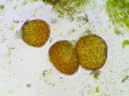 Attēlu rezultāti vaicājumam “Phaeoceros laevis subsp. carolinianus”