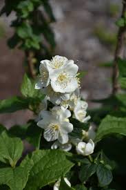 Attēlu rezultāti vaicājumam “Philadelphus coronarius flower”