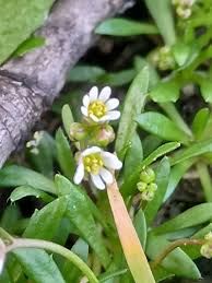 Attēlu rezultāti vaicājumam “Erophila verna flower”