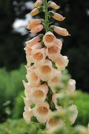 Attēlu rezultāti vaicājumam “Digitalis purpurea fruit”