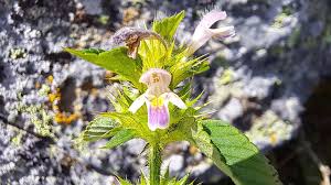 Attēlu rezultāti vaicājumam “Galeopsis bifida”