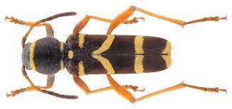 Attēlu rezultāti vaicājumam “Clytus arietis”