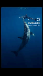 Image result for Isurus oxyrinchus