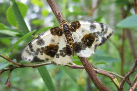 Attēlu rezultāti vaicājumam “Abraxas sylvata”