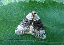 Attēlu rezultāti vaicājumam “Tetheella fluctuosa”