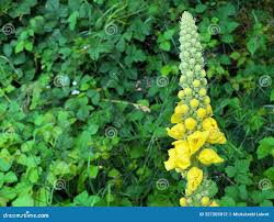 Attēlu rezultāti vaicājumam “Verbascum thapsus bud”