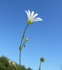 Attēlu rezultāti vaicājumam “Cerastium sylvaticum”