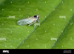 Attēlu rezultāti vaicājumam “Javesella pellucida female”