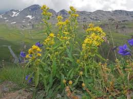Image result for Solidago virgaurea