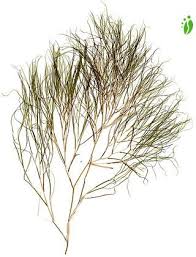 Attēlu rezultāti vaicājumam “Stuckenia filiformis”