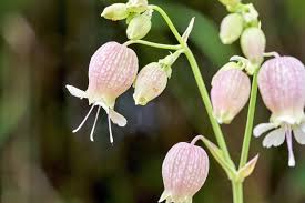 Attēlu rezultāti vaicājumam “Silene vulgaris leaf”