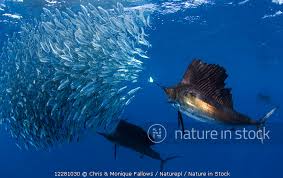 Image result for Istiophorus platypterus