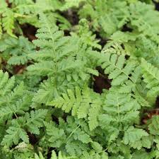 Attēlu rezultāti vaicājumam “Dryopteris dilatata”