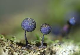 Attēlu rezultāti vaicājumam “Lamproderma sp.”