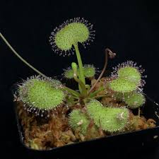Image result for Drosera