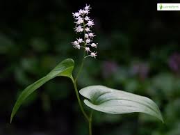 Attēlu rezultāti vaicājumam “Maianthemum bifolium flower”