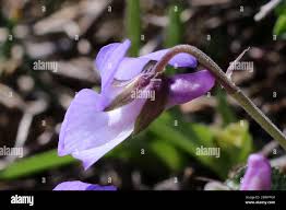 Attēlu rezultāti vaicājumam “Viola rupestris flower”