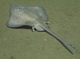 Image result for Bathyraja brachyurops