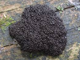 Attēlu rezultāti vaicājumam “Lindbladia tubulina”