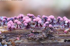 Attēlu rezultāti vaicājumam “Cribraria purpurea macro”