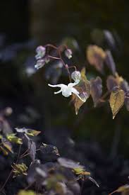 Attēlu rezultāti vaicājumam “Epimedium alpinum  flower”