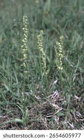 Attēlu rezultāti vaicājumam “Herminium monorchis leaf”