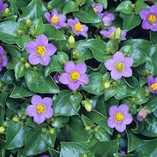 Image result for Exacum affine