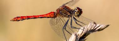 Attēlu rezultāti vaicājumam “Sympetrum”