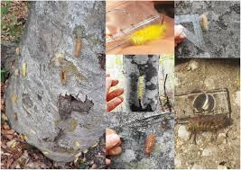 Attēlu rezultāti vaicājumam “Calliteara pudibunda larva”