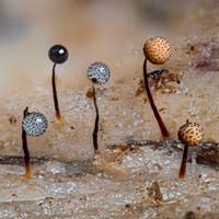 Attēlu rezultāti vaicājumam “Cribraria microcarpa”