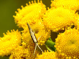 Image result for Tanacetum vulgare