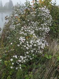 Attēlu rezultāti vaicājumam “Symphyotrichum x salignum”