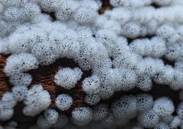 Attēlu rezultāti vaicājumam “Oligonema favogineum spores”