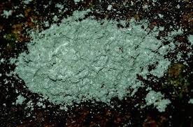 Attēlu rezultāti vaicājumam “Lecanactis abietina”