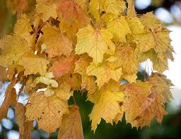 Attēlu rezultāti vaicājumam “Acer platanoides leaf”